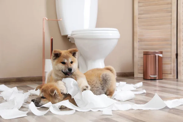 Adorable Akita Inu cachorros jugando con papel higiénico en casa —  Fotos de Stock