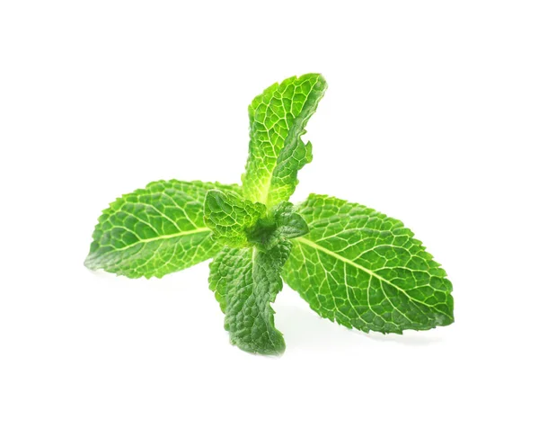 Branch of fresh mint isolated on white — Stock Photo, Image