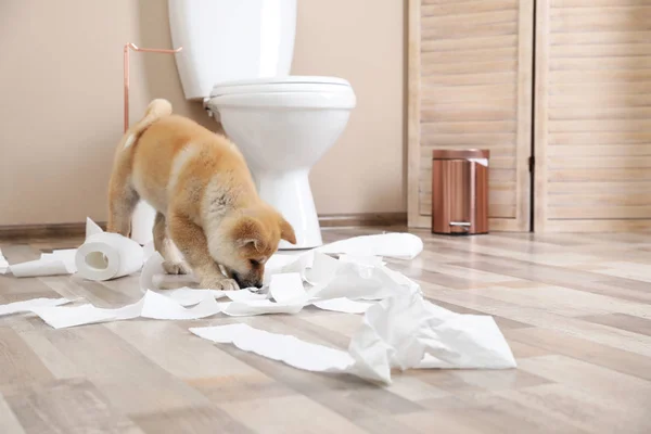 Adorable Akita Inu puppy playing with toilet paper at home, space for text — Stock Photo, Image