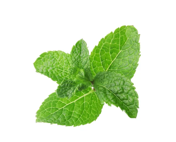 Rama de menta fresca aislada en blanco — Foto de Stock