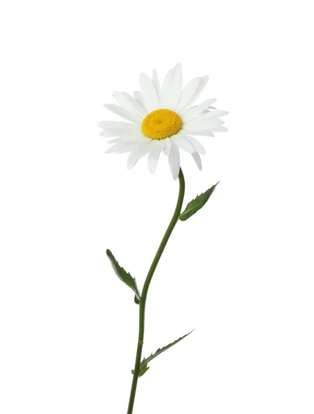 Bela flor de camomila concurso no fundo branco — Fotografia de Stock
