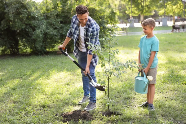 Pai e filho plantando árvore no parque no dia ensolarado — Fotografia de Stock
