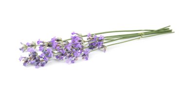 Beyaz arka planda güzel ihale lavanta çiçekleri