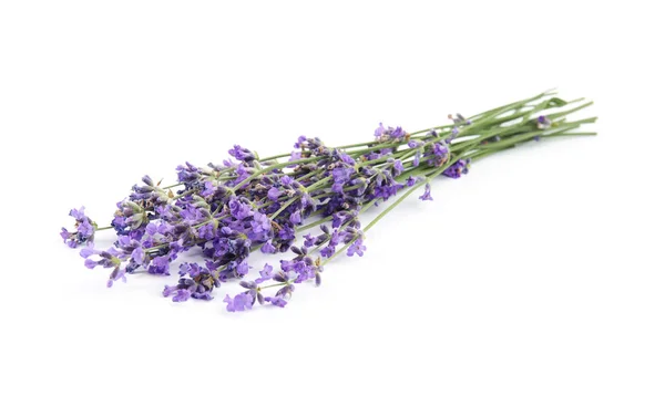 Beautiful tender lavender flowers on white background — Stock Photo, Image