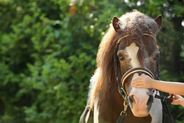 緑の公園で彼女のポニーをなでる小さな女の子、クローズアップ — ストック写真