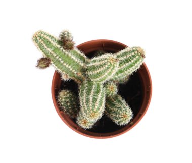 Beyaz, üst görünümde izole saksı içinde succulent bitki. Ev dekoru