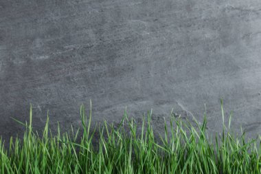 Gri çit yakın taze yeşil çim. Metin alanı