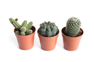 Beyaz üzerinde izole tencere farklı etli bitkiler. Ev dekoru