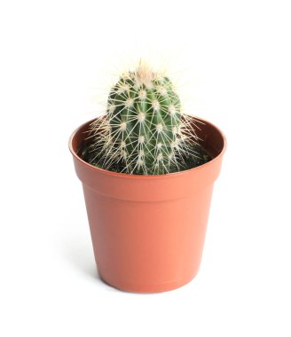 Beyaz üzerinde izole saksı içinde succulent bitki. Ev dekoru