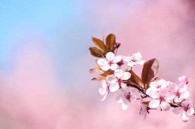 Bulanık arka planda küçük çiçekler ile çiçek açan bahar ağacının şube. Metin alanı