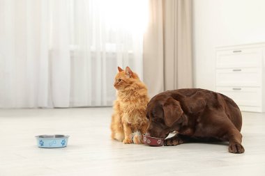 Beslenme ile kedi ve köpek iç mekanlarda birlikte kase. Kabarık arkadaşlar