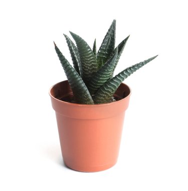 Beyaz üzerinde izole saksı içinde succulent bitki. Ev dekoru