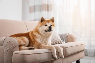 Oturma odasında kanepede sevimli Akita Inu köpek