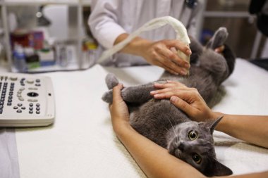 Veteriner kliniğinde ultrason taraması yapan gri kedi, çekim