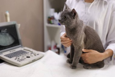 Veteriner Kliniği, çekim ultrason prosedürü gri kedi