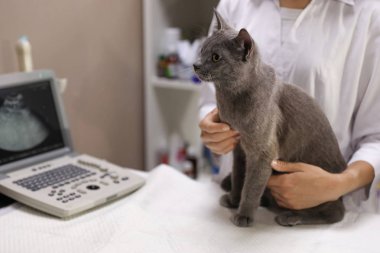 Grey cat at ultrasound procedure in veterinary clinic, closeup clipart