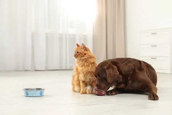 Gatto e cane con ciotole di alimentazione insieme all'interno. Amici soffici — Foto Stock