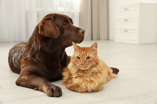 Кіт і собака разом на підлозі в приміщенні. Пухнасті друзі — стокове фото