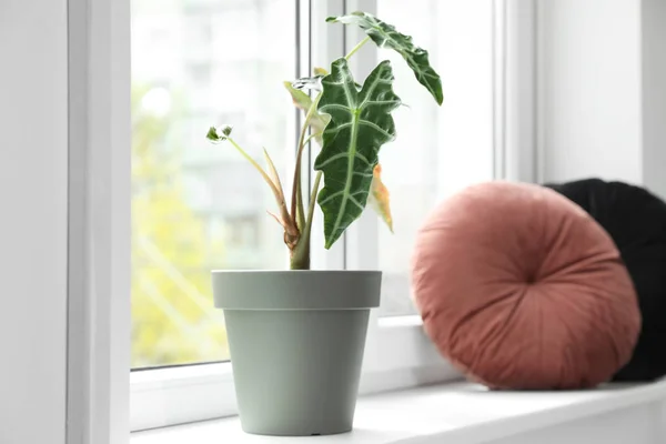 Hermosa alocasia y almohadas en el alféizar de la ventana en interiores. Plantas para el hogar — Foto de Stock