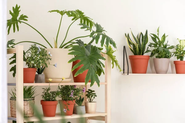 Стильный интерьер комнаты с различными домашними растениями — стоковое фото