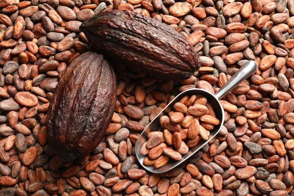 Whole cocoa pods and metal scoop on beans, top view