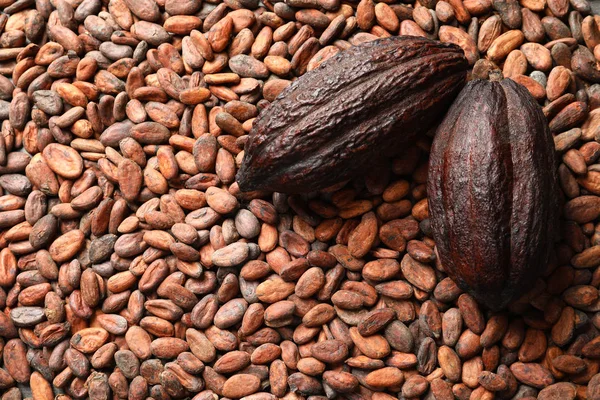 Whole cocoa pods on beans, top view with space for text