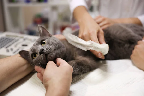 Graue Katze mit Ultraschalluntersuchung in Tierklinik, Nahaufnahme — Stockfoto