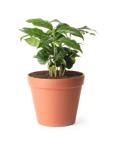 Fresh coffee plant with green leaves in pot on white background — Stock Photo, Image