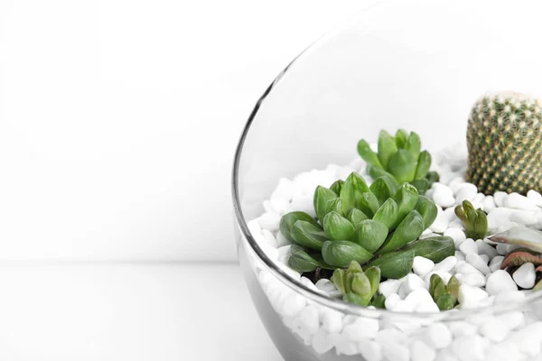 Florario de vidrio con diferentes suculentas sobre fondo blanco, primer plano — Foto de Stock