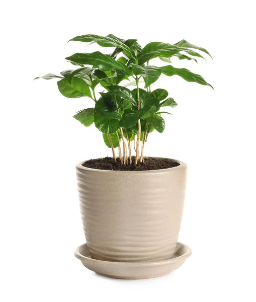 Čerstvá kávová rostlina se zelenými listy v hrnci na bílém pozadí — Stock fotografie