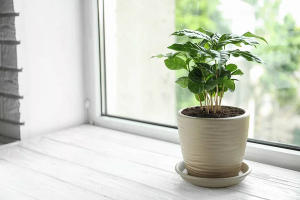 Fresh coffee plant with green leaves in pot on windowsill, space for text — Stock Photo, Image