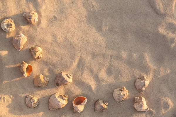 Płaska kompozycja z muszelek na piaszczystej plaży. Miejsce na tekst — Zdjęcie stockowe