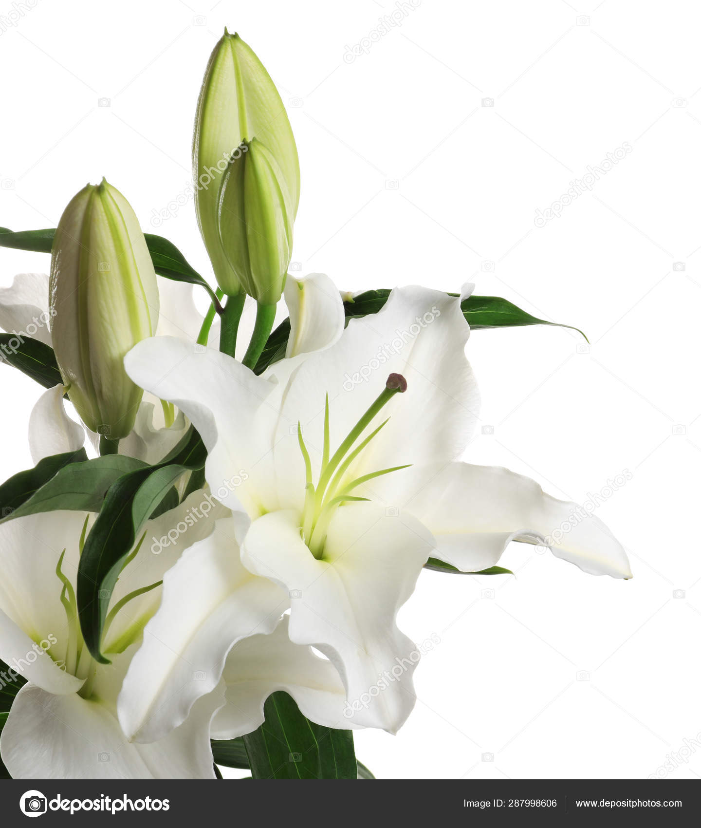 Beautiful lilies on white background. Funeral flowers Stock Photo by