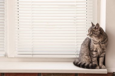 Metin için boşluk, eşik kapalı pencere jaluzi yakın sevimli tekir kedi