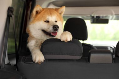 Arabada sevimli kabarık Akita Inu köpek