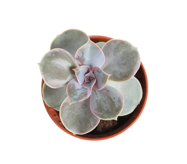 Pianta succulenta in vaso isolato su bianco, vista dall'alto. Arredo casa — Foto Stock