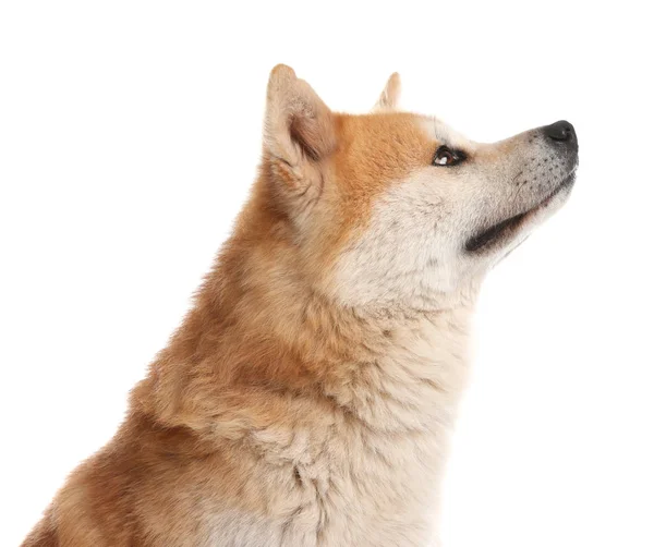 Cão Akita Inu bonito isolado em branco — Fotografia de Stock