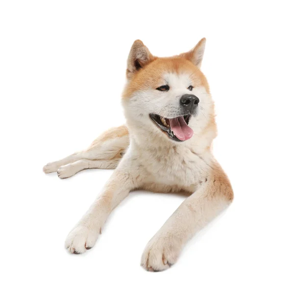 Söt Akita Inu hund isolerad på vitt — Stockfoto