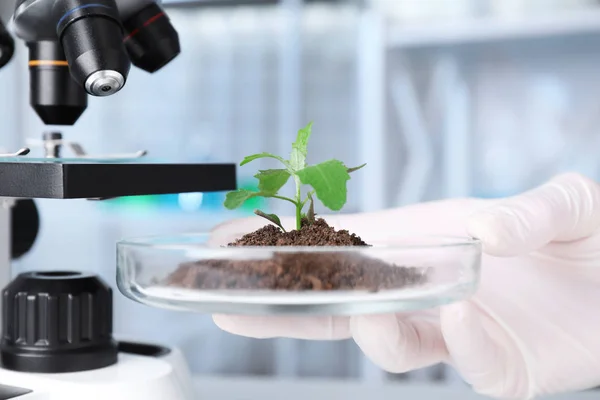 Vědec držící Petriho misku se zelenou rostlinnou v laboratoři, Closeup. Biologická chemie — Stock fotografie