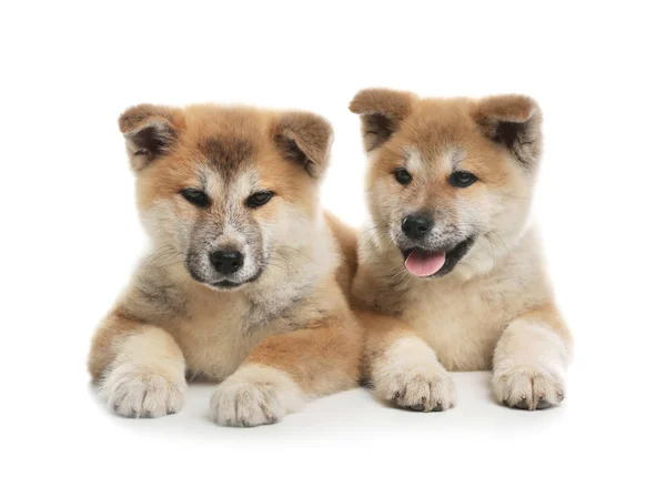 Adorables chiots Akita Inu sur fond blanc — Photo