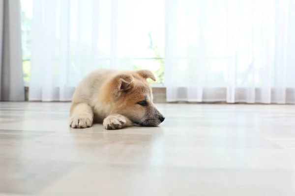 可爱的秋田伊努小狗在地板上在家里,文本的空间 — 图库照片