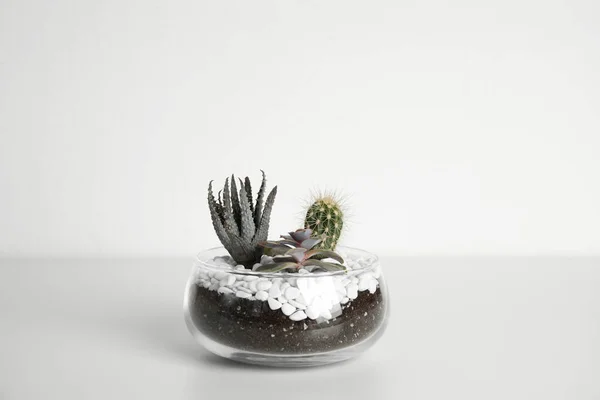 Florario de vidrio con diferentes suculentas sobre fondo blanco — Foto de Stock