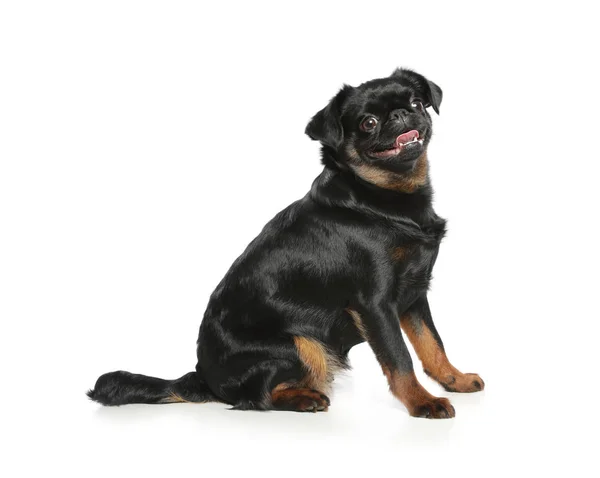 Adorable black Petit Brabancon dog sitting on white background — Stock Photo, Image