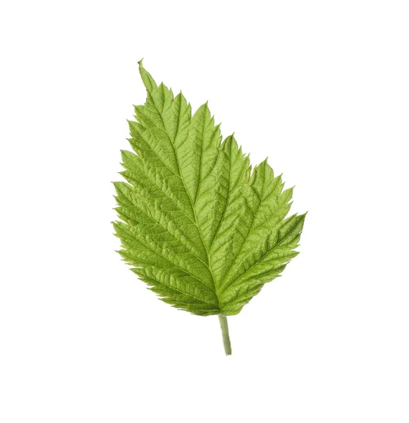 Čerstvě zelený malinový list na bílém pozadí — Stock fotografie