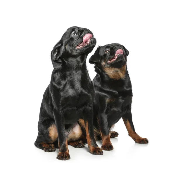 Adorables perros Petit Brabancon negros sobre fondo blanco —  Fotos de Stock