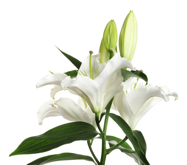 Hermosos lirios sobre fondo blanco. Flores funerarias — Foto de Stock