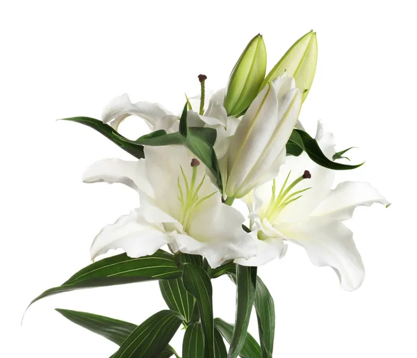 Beautiful lilies on white background. Funeral flowers