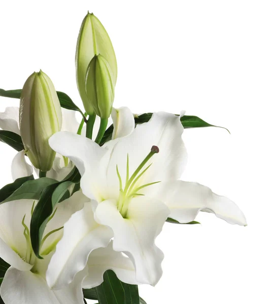 Hermosos lirios sobre fondo blanco. Flores funerarias — Foto de Stock