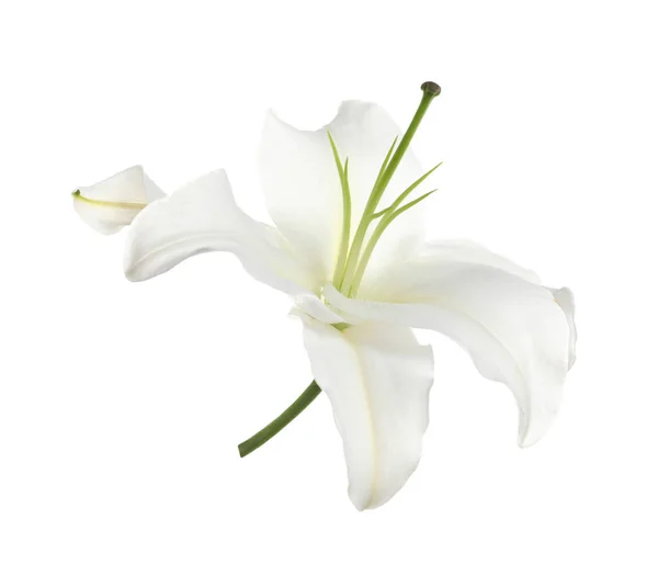 Beautiful lily on white background. Funeral flower — Stock Photo, Image