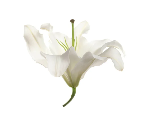 Lírio bonito no fundo branco. Flor funerária — Fotografia de Stock